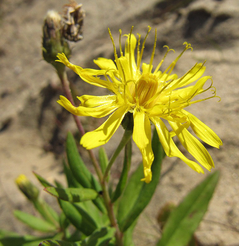 Image of Hieracium subarctophilum specimen.