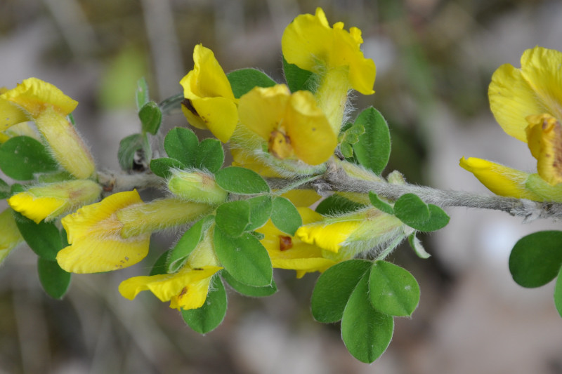 Image of genus Chamaecytisus specimen.