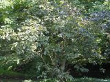 Magnolia × soulangeana. Молодое растение ('Nigra'). Германия, г. Krefeld, ботанический сад. 16.09.2012.