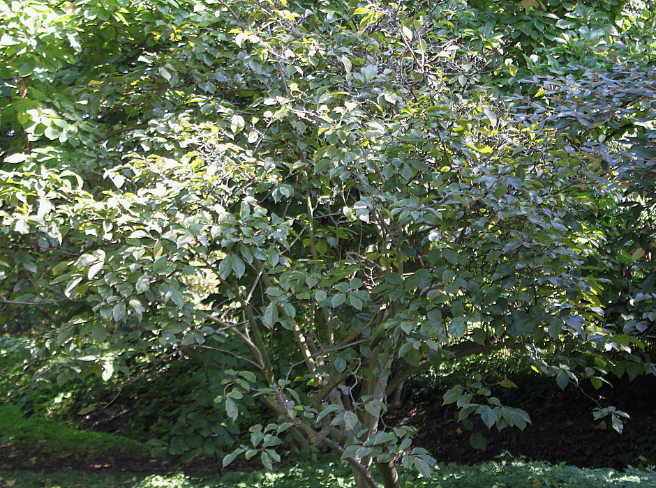 Image of Magnolia &times; soulangeana specimen.