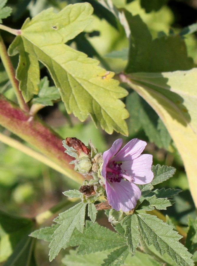 Изображение особи род Althaea.