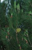 Pinus pinea. Верхушка ветви с незрелой шишкой. Италия, Римини. 21.06.2010.