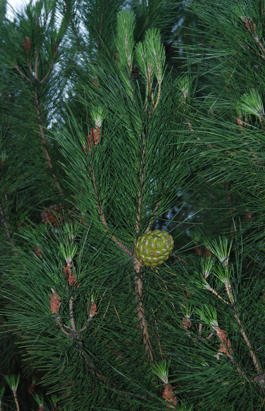 Изображение особи Pinus pinea.