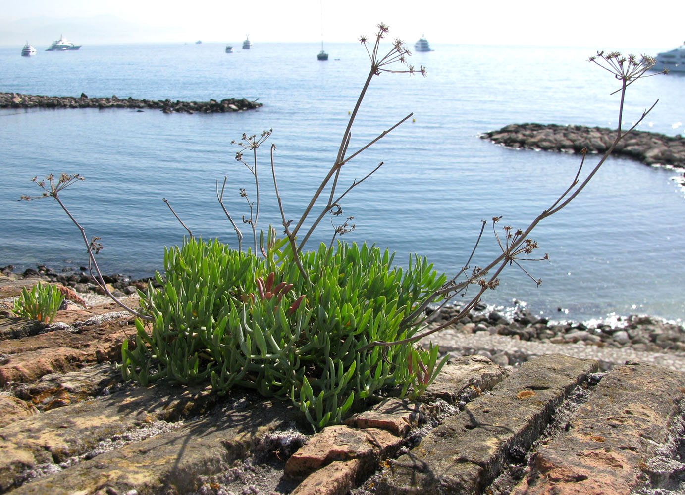 Image of Crithmum maritimum specimen.