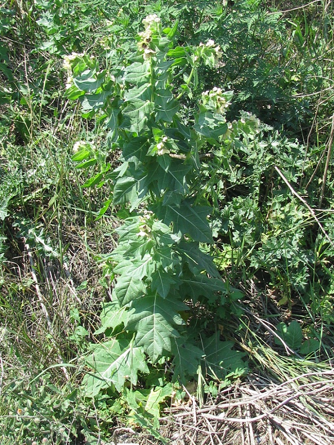 Изображение особи Hyoscyamus niger.