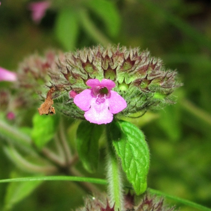 Изображение особи Clinopodium vulgare.