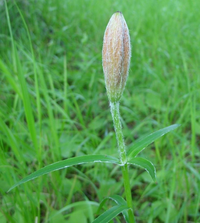 Image of Lilium pensylvanicum specimen.