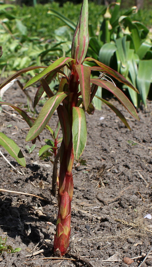 Изображение особи Euphorbia griffithii.