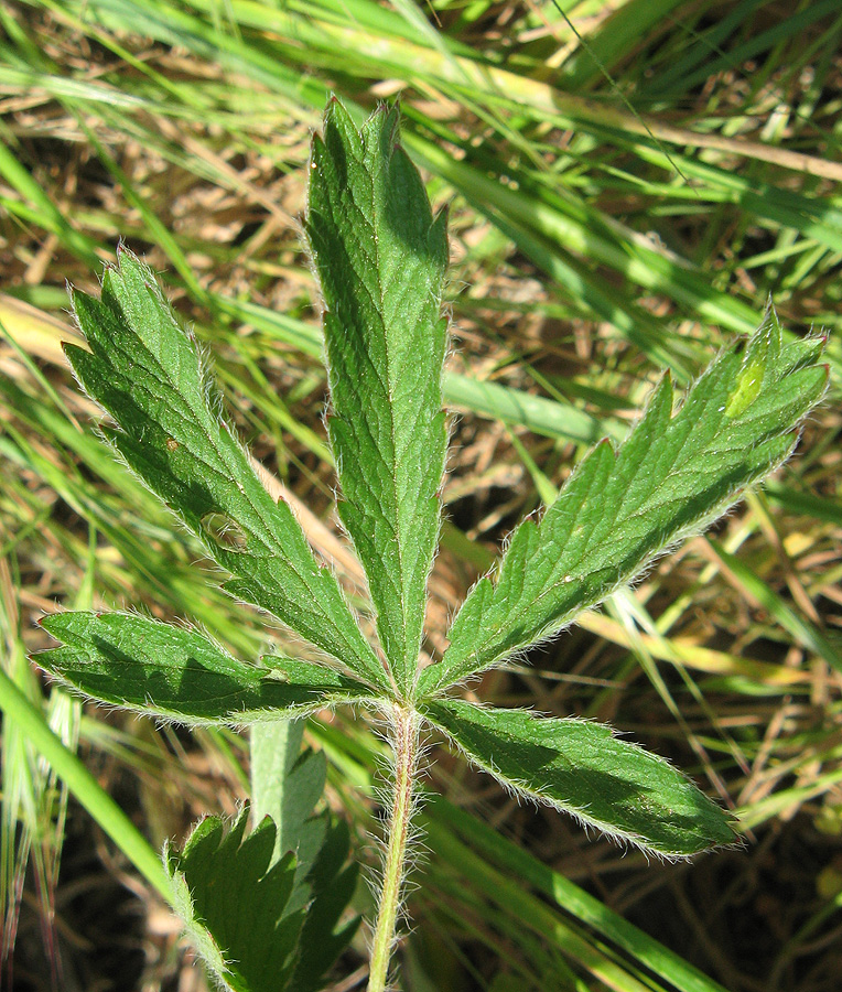 Image of Potentilla recta specimen.