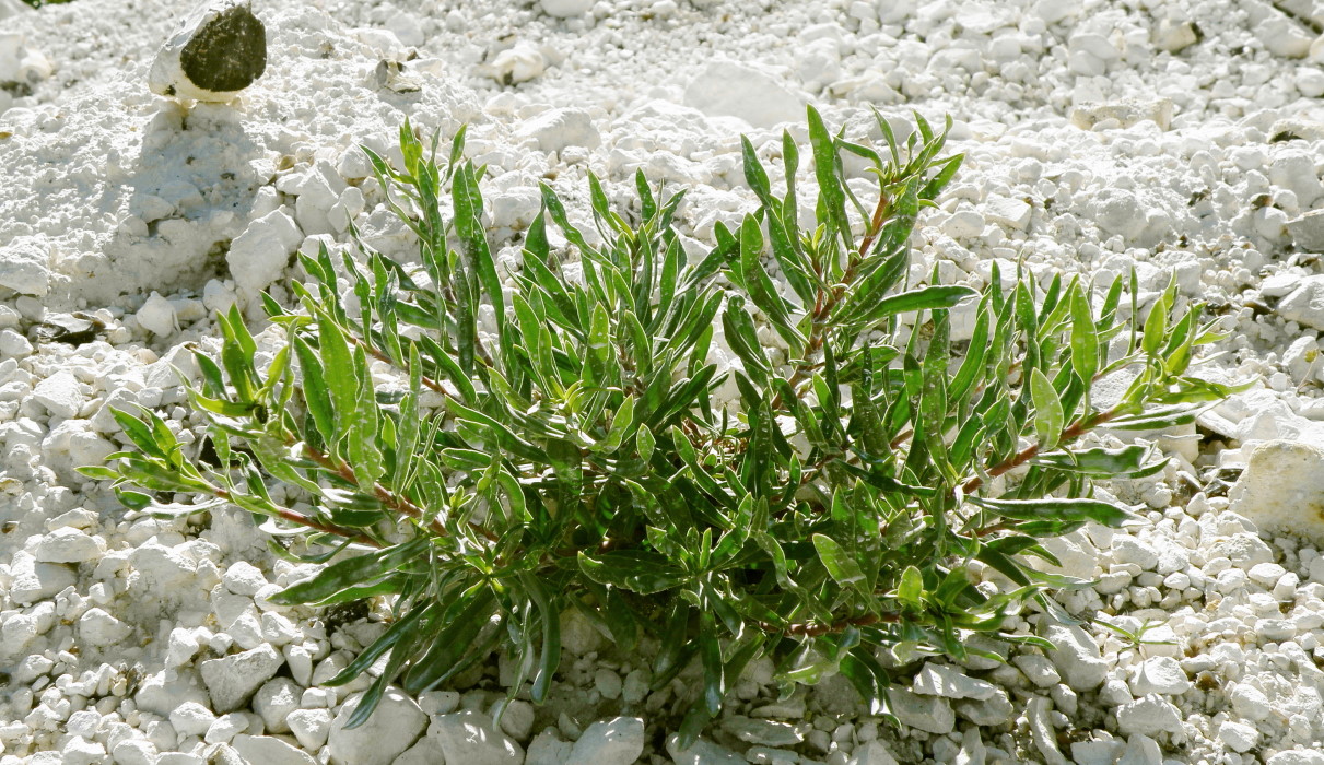 Image of Gypsophila altissima specimen.