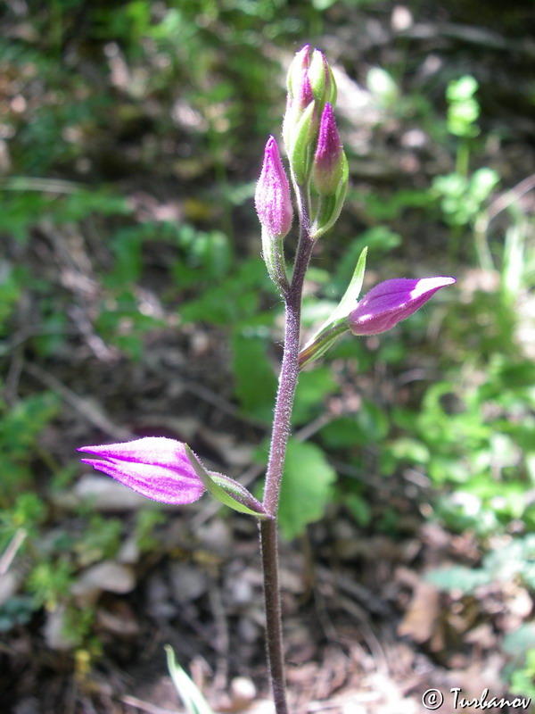 Изображение особи Cephalanthera rubra.