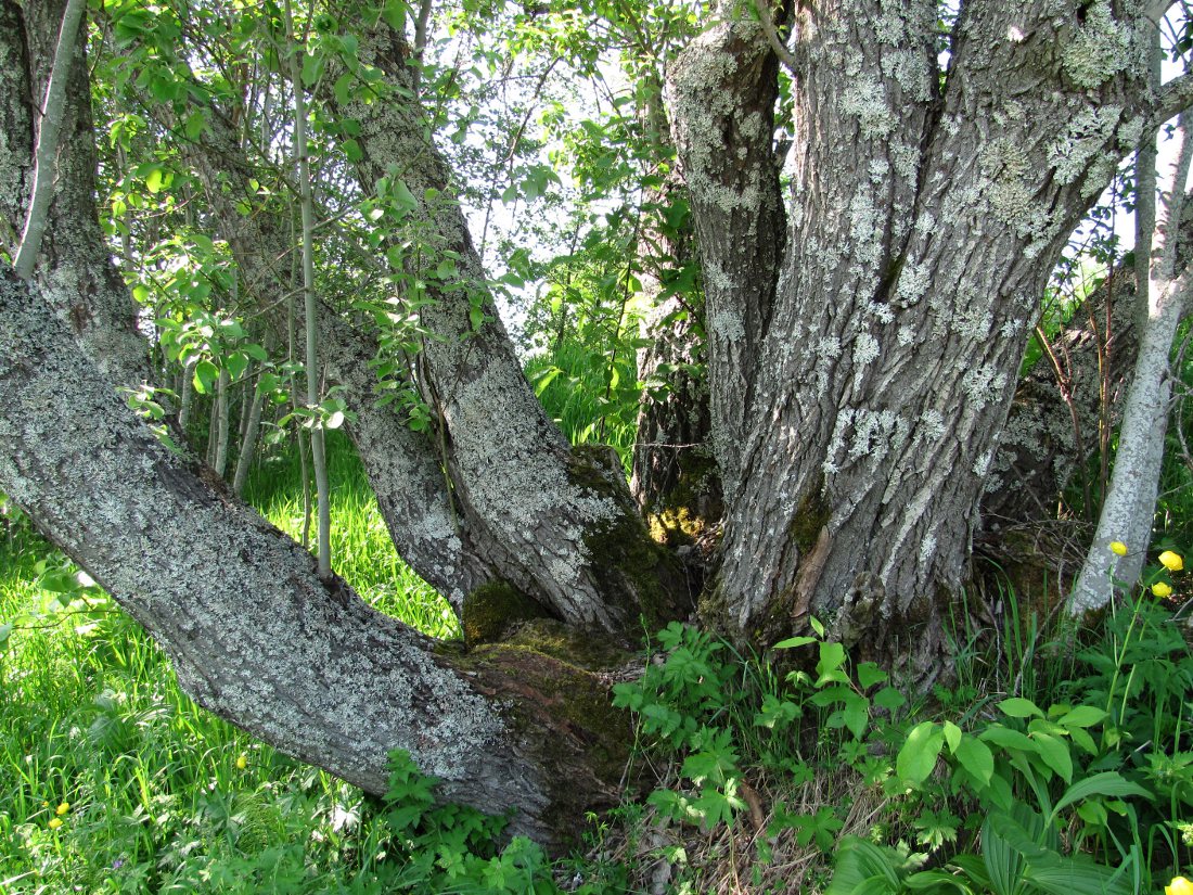 Изображение особи Salix caprea.