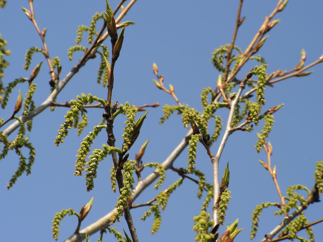 Image of genus Populus specimen.