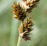 Carex disticha. Нижняя часть соплодия. Эстония, Matsalu National Park, урочище Haeska, осоковое болото. 20.06.2013.