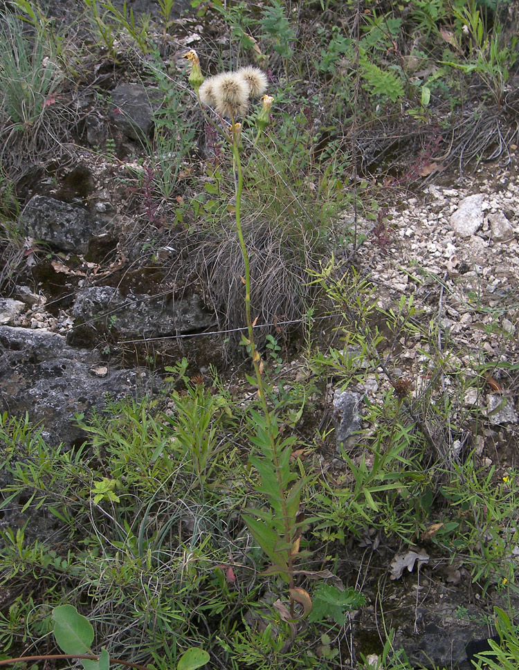 Изображение особи Hieracium virosum.