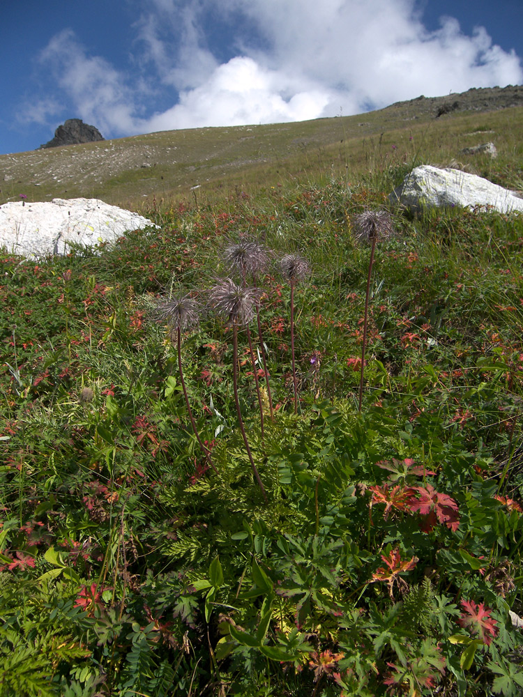 Image of Pulsatilla aurea specimen.