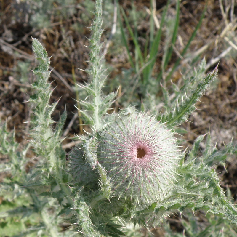 Изображение особи Carduus uncinatus.