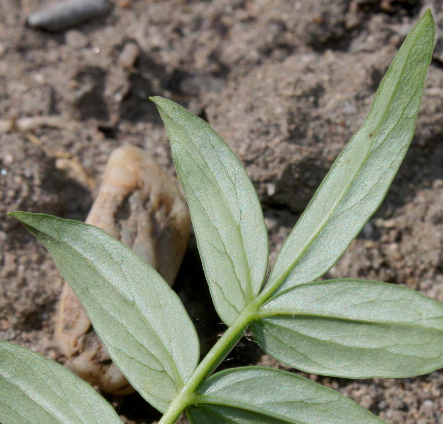 Image of Polemonium carneum specimen.