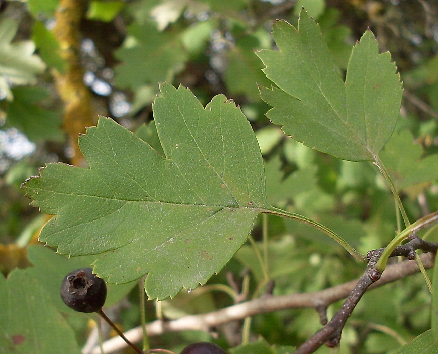 Image of Crataegus nigra specimen.