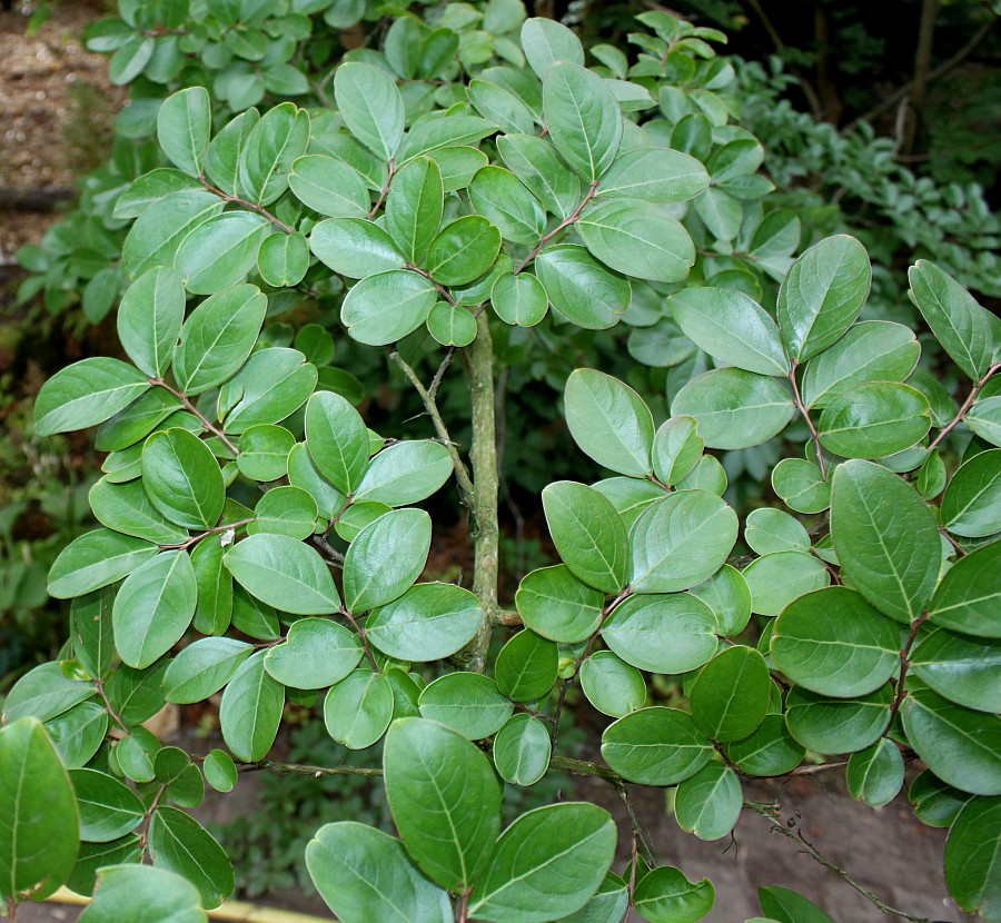 Image of Lagerstroemia indica specimen.