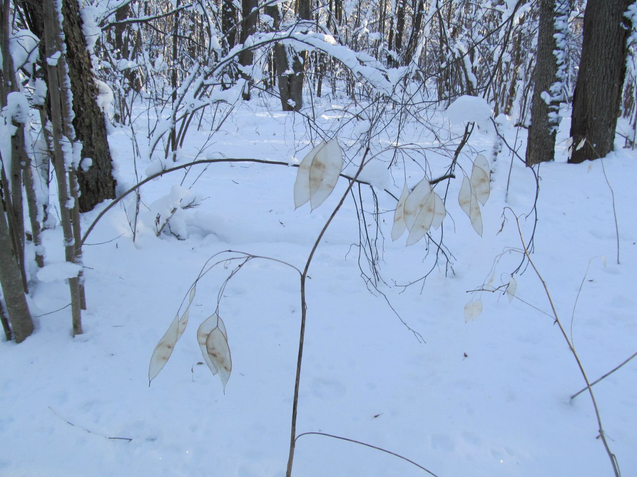 Image of Lunaria rediviva specimen.