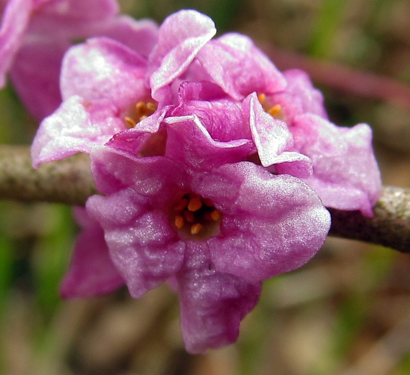 Изображение особи Daphne mezereum.