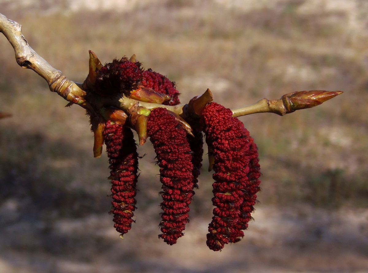 Image of Populus nigra specimen.