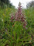 Anacamptis coriophora subspecies fragrans. Цветущее растение. Греция, п-ов Пелопоннес, окр. г. Катаколо. 12.04.2014.