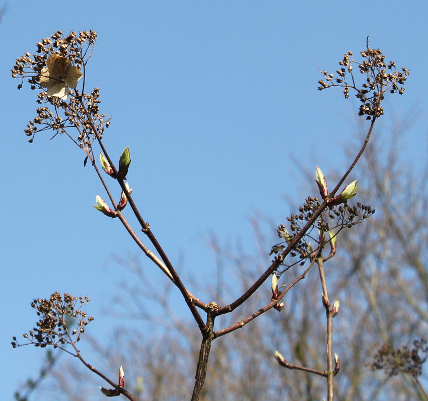 Image of Hydrangea heteromalla specimen.