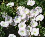 Convolvulus arvensis. Цветущее растение. Восточный Казахстан, Уланский р-н, окр. с. Украинка, луг. 28.06.2008.