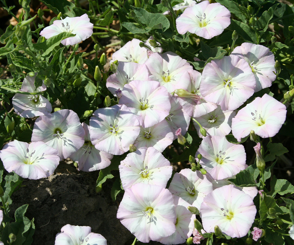 Image of Convolvulus arvensis specimen.