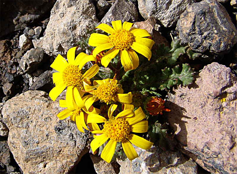 Image of Senecio sosnovskyi specimen.