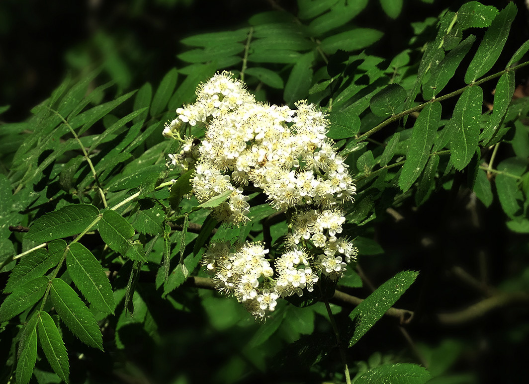 Image of Sorbus aucuparia specimen.