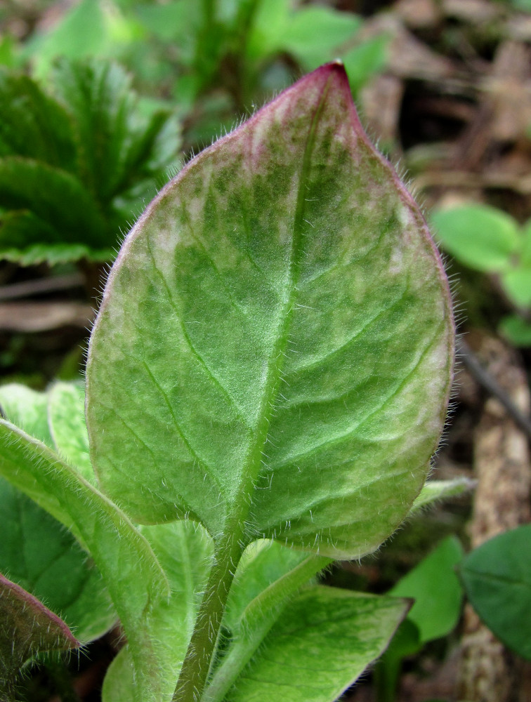 Image of Stellaria nemorum specimen.