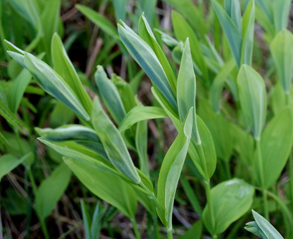 Image of Smilacina dahurica specimen.