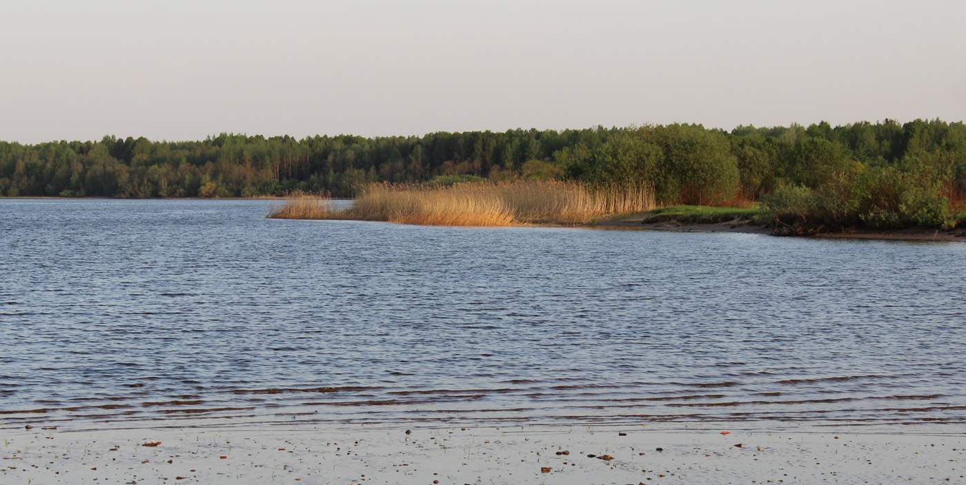 Image of Phragmites australis specimen.