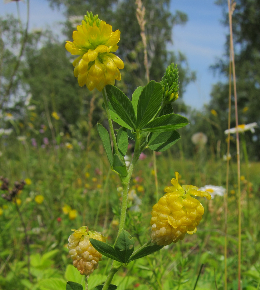 Изображение особи Trifolium aureum.