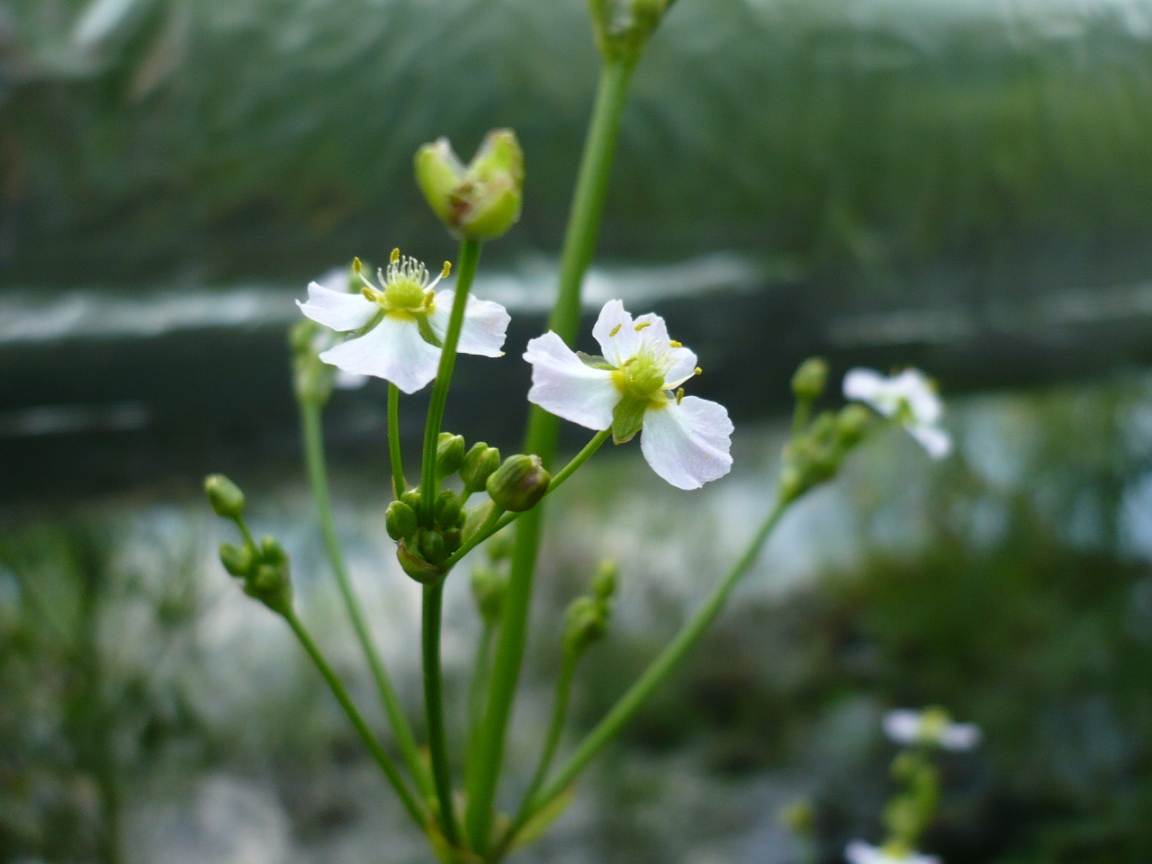 Image of Alisma plantago-aquatica specimen.