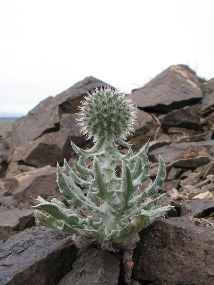 Image of Echinops nanus specimen.