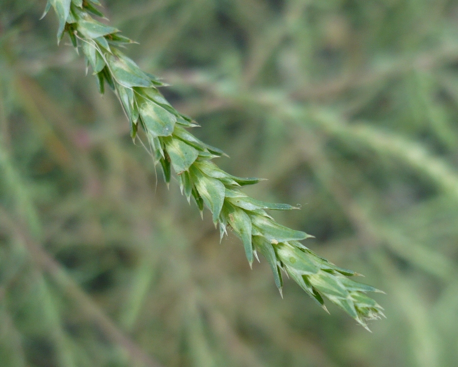 Изображение особи Salsola collina.