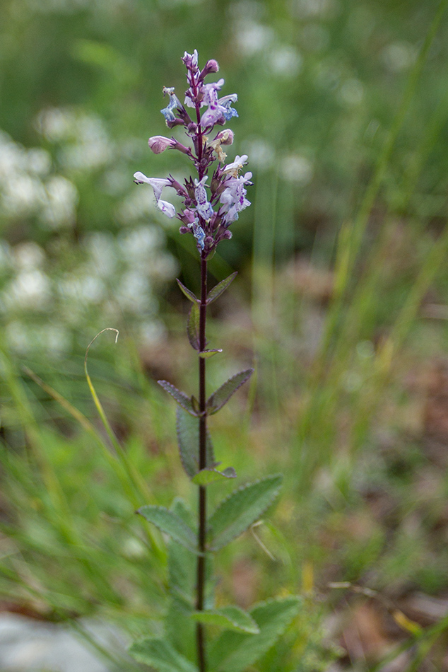 Image of genus Nepeta specimen.