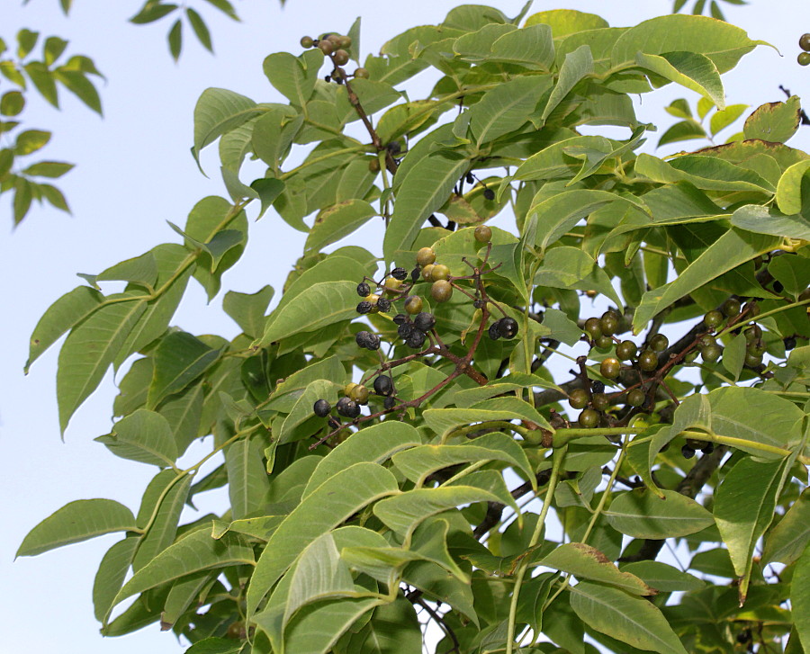 Image of Phellodendron japonicum specimen.