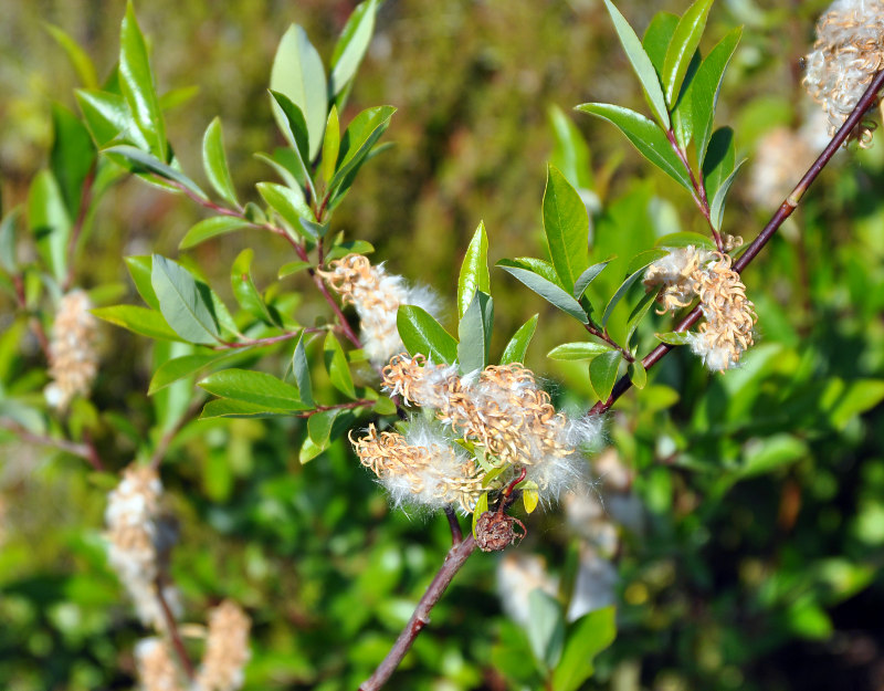 Изображение особи Salix phylicifolia.