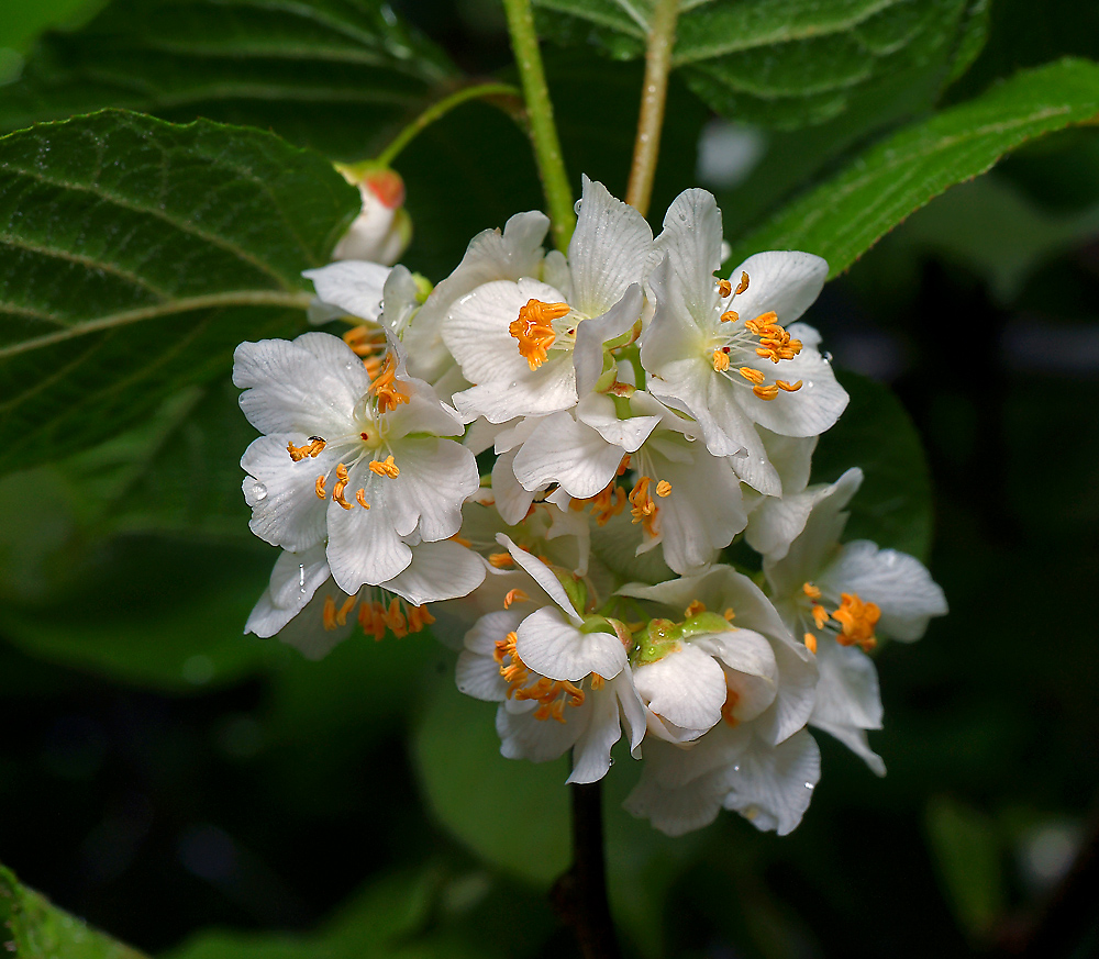 Image of Actinidia kolomikta specimen.