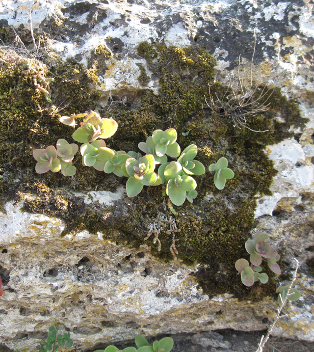 Image of Hylotelephium stepposum specimen.