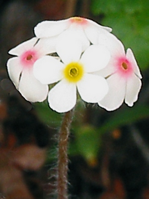 Image of Androsace capitata specimen.