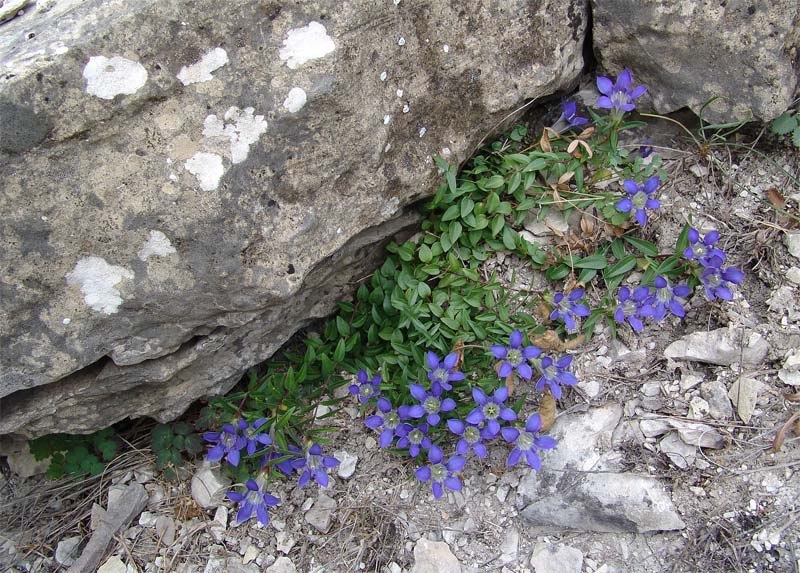 Изображение особи Gentiana grossheimii.