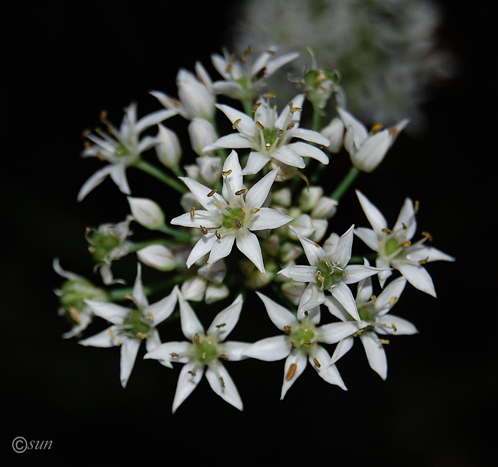 Image of Allium ramosum specimen.