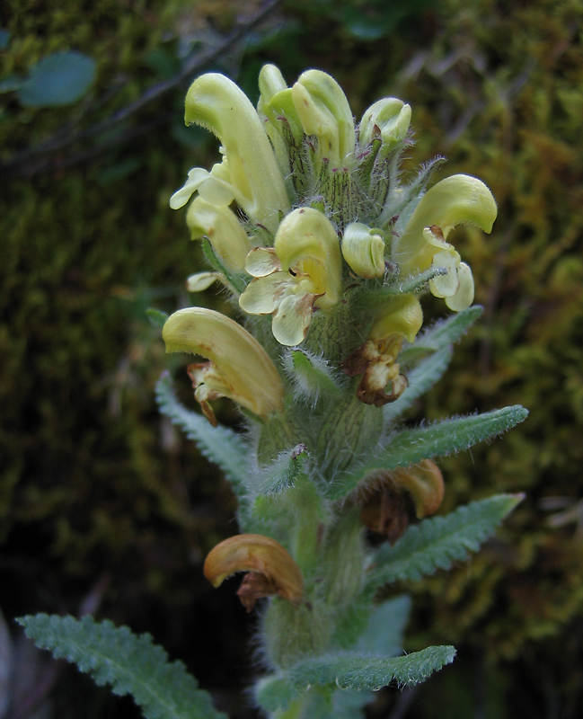 Image of Pedicularis tristis specimen.