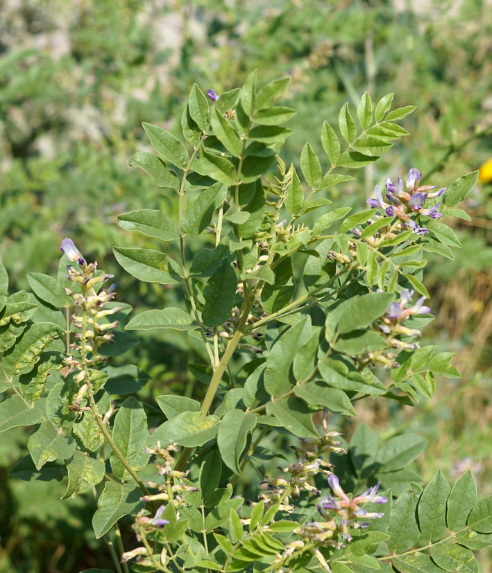 Изображение особи Glycyrrhiza shiheziensis.